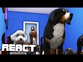 React: I Abducted Everyone's Pets and Ruined the Neighborhood in The Sims 4