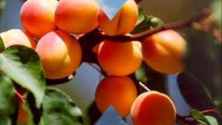 Şu Dağlarin Yükseği̇ne.wmv