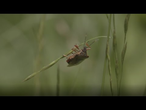 Video: Riješite Se Mirisa Kad Vaša Mačka Piški Izvan Kutije