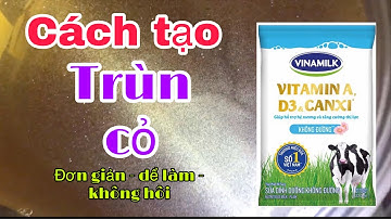 Cách tạo TRÙN CỎ - Thức Ăn Cho Cá Betta Mới Nở | Chuyên Betta Shop