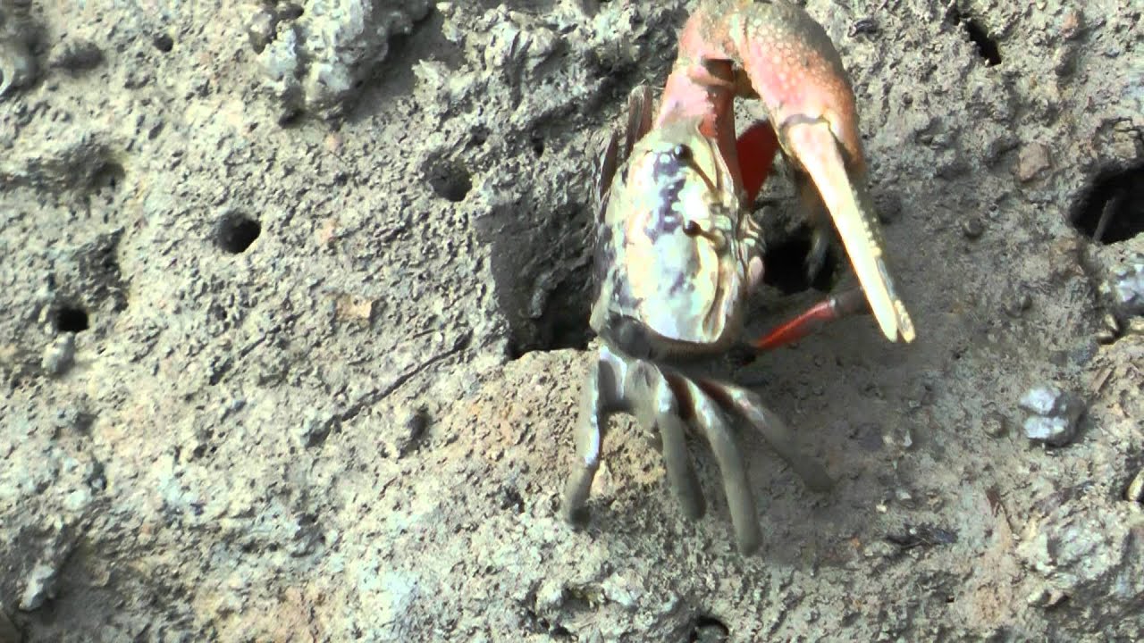 雙齒近相手蟹與弧邊 網紋 招潮蟹 影片與相片 賴鵬智的野fun特區 隨意窩xuite日誌