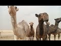 Jamal Funny Full Video 