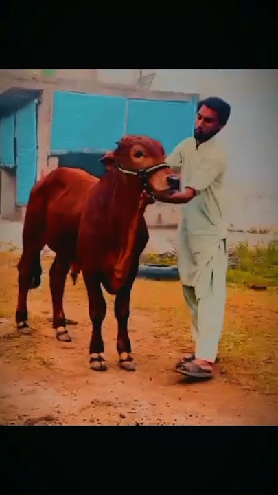 Subscribe My Chanel https://youtube.com/@rehmatbagdadi?si=0SgwujLop7SvG6KA