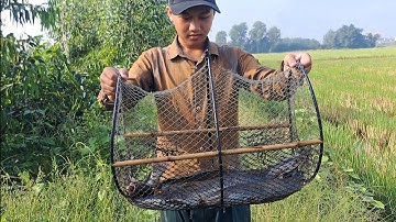 Thăm Bẫy Cá Đường Nước Ruộng | Dính Quá Nhiều Cá Trê Lai, Trê Trắng, Cá Lóc Đồng Và Ếch Đồng 🐟🐸