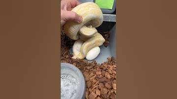 First clutch from this Black Pastel Lavender Albino!