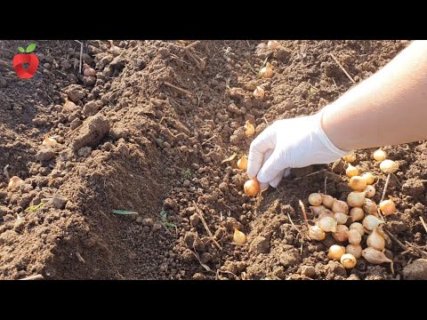 Video: Okra Root Nematodes: Další informace o Root Knot Nematodes na Okra