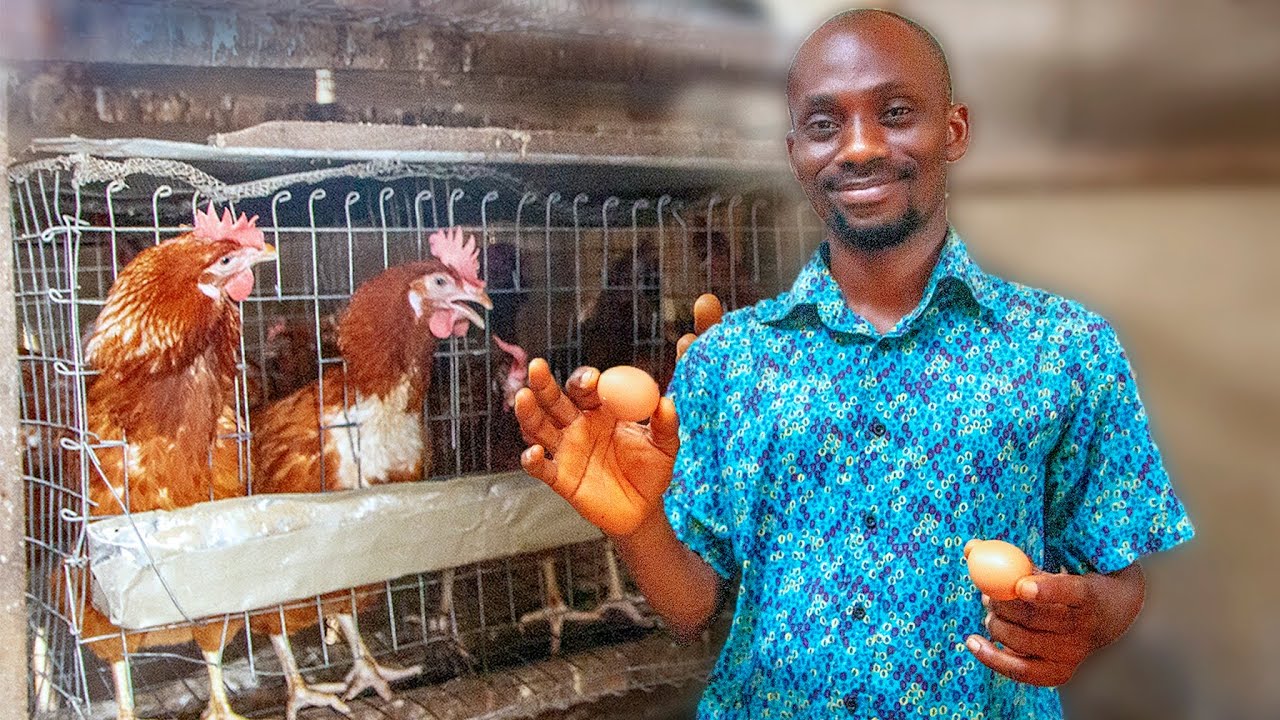 Layer Chicken Farming - Starting a Layer Chicken Farm on Budget , Setup ...