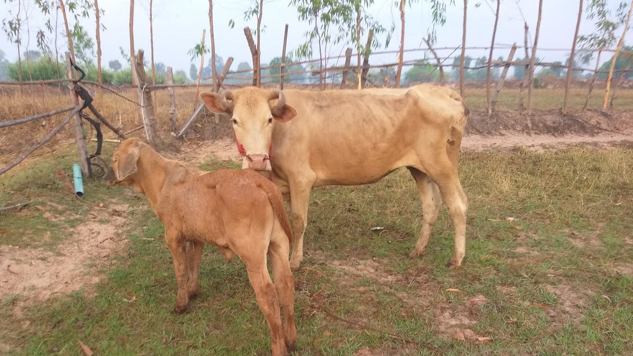 วัวราคาถูก065-2076884ส่งฟรีเก็บปลายทาง26/2/69