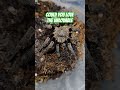 Tarantulas being Tarantulas #shortsvideo