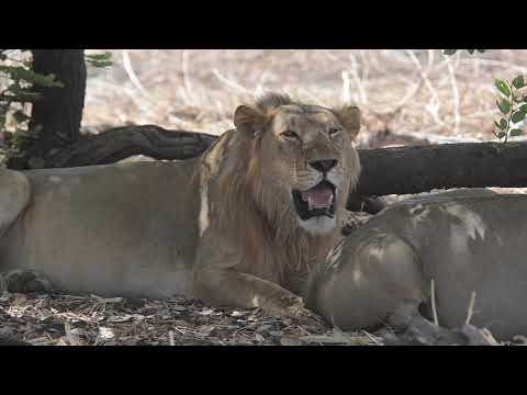Video: Národní park Amboseli: Kompletní průvodce