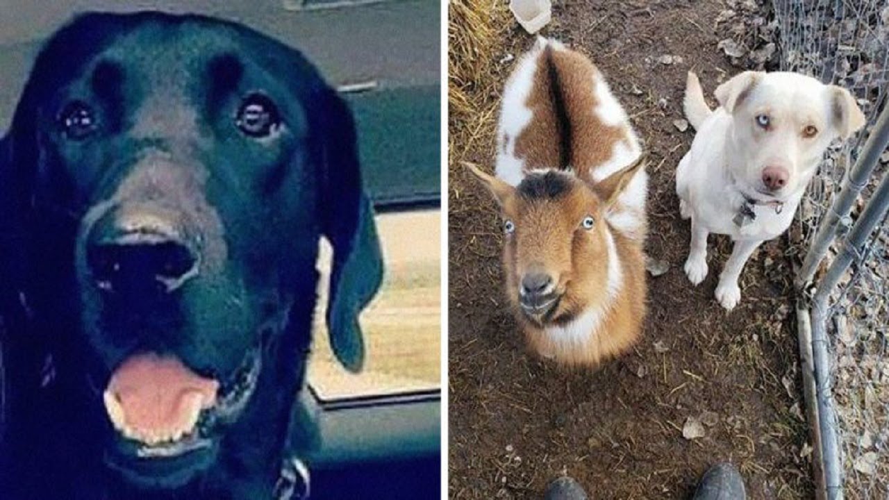 Missing Dog Returns Home With New Dog And Goat Friend - YouTube