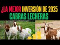 Cabras Lecheras ¿La Mejor Inversión de 2025 ¡Descúbrelo Aquí!