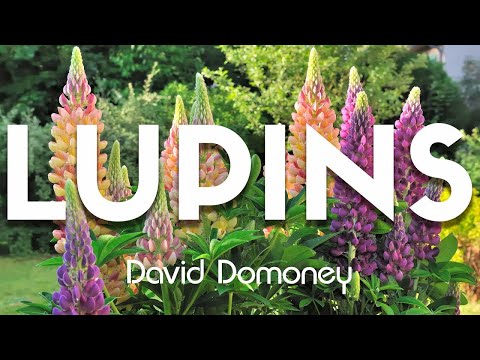 David Domoney: Most Googled Questions About Lupins/Lupines