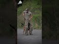 Belgian Malinois Top Most Skilled Military Dog #shorts