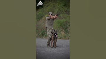 Belgian Malinois Top Most Skilled Military Dog #shorts