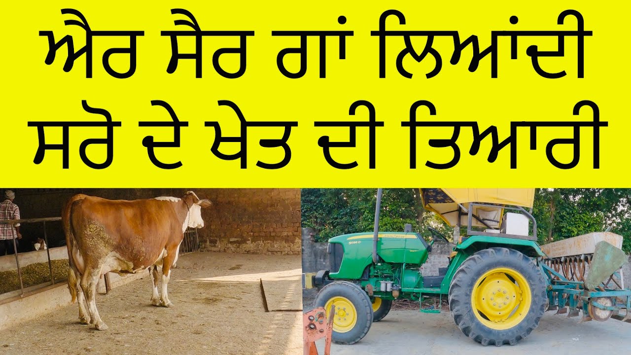 ਐਰ ਸੈਰ ਗਾ ਆਗੀ ਘਰੇ ਦੇਖੋ ਕਿੱਦਾ ਲੱਗੀ//ਸਰੋਂ ਵਾਲਾ ਖੇਤ ਤਿਆਰ//Ayrshire cow 🐄//SEERA DHILLON 