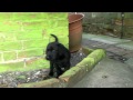 Seven labrador puppies day 47 the back passage