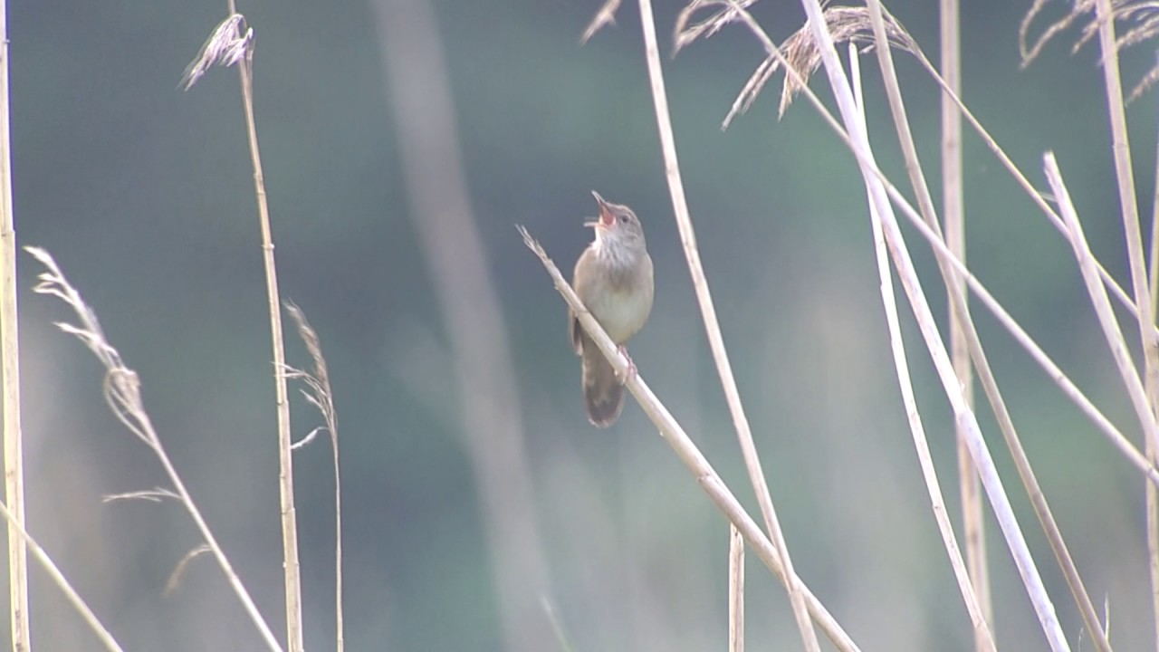 Krekelzanger (River Warbler) - 30/05/2017 - Almere, Cirkelbos 