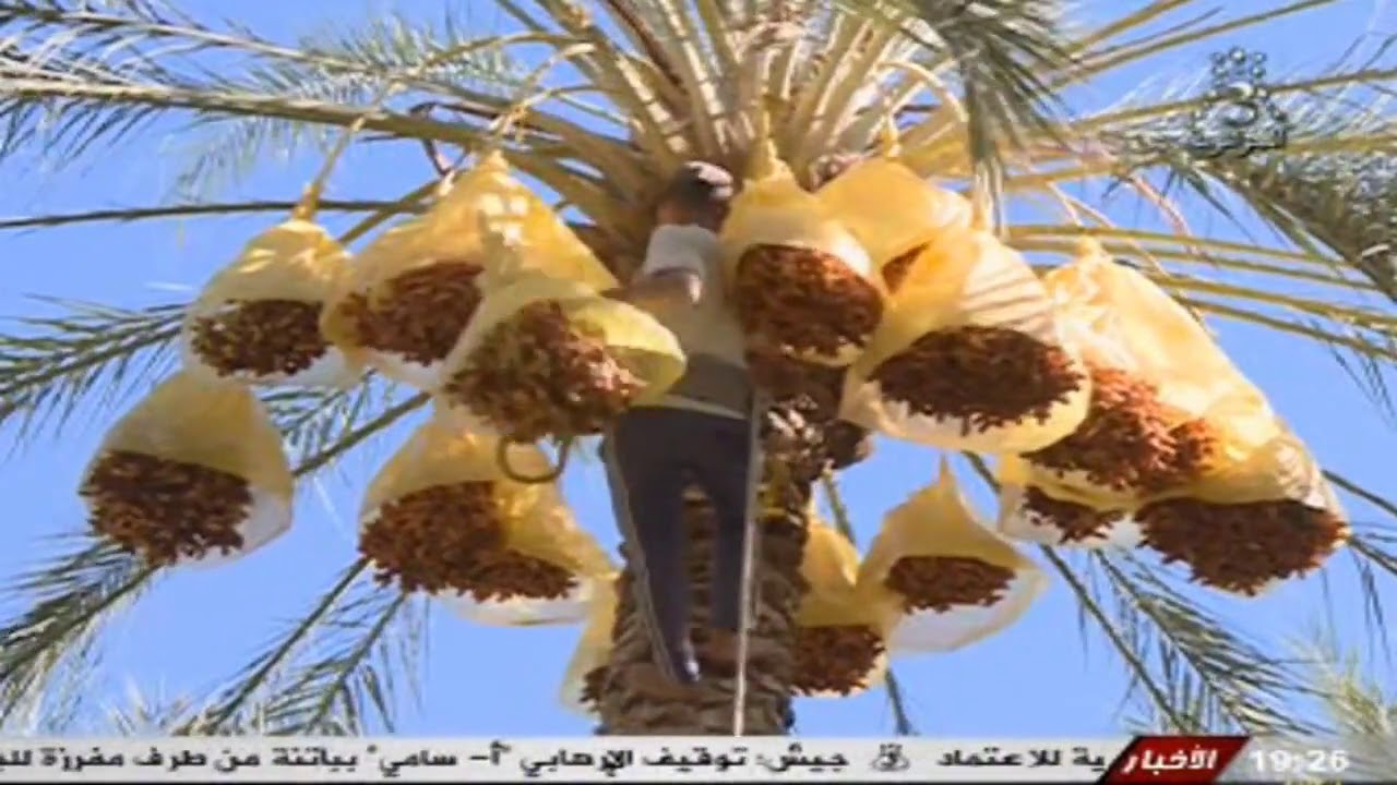 عروس الزيبان - بسكرة - برج بن عزوز - سليم جلاب وحصة - 24 ساعة - entv.3 -