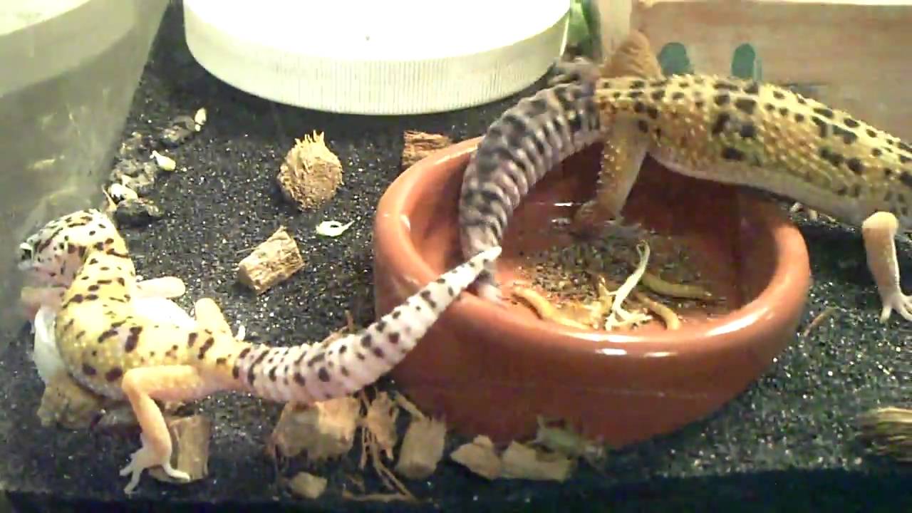 gecko tuko NEW REPTILE!!!!!!!!!!!!!!!!!!!!!!!!!!!!