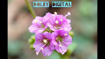 Yaaro Sonnanga High Quality Song Dolby digital audio  Kavadi Sindhu #tamilmelodysongs