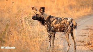 SafariLIVE Sunset - 30 May 2024