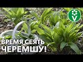 ВИТАМИННУЮ ЗЕЛЕНЬ РАСТИМ САМИ! Спешите посеять ЧЕРЕМШУ прямо сейчас!