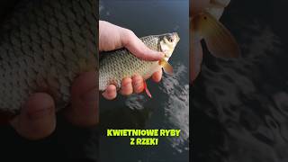 KWIETNIOWE RYBY Z RZEKI #wędkarstwo #płoć #leszcz #rzeka