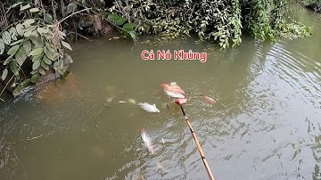 Quá Cở Xiệt Trúng Mấy Đàn Cá To Bằng Bàn Tay | Kích Cá Miền Tây | Catch Fish