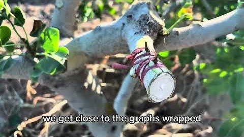 Preparing Pistachio Trees for Grafting | Real Farm Work at Green Gold Farm