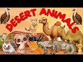 Desert Animals | Desert Animals for kids | Animals for Kids | Kids Video | Toddlers Education
