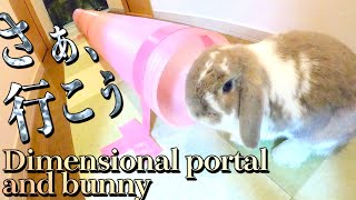 【うさぎ】３mロングトンネルで遊ぶ兎。Dimensional Portal and Bunny 【兎観察小屋#75】Bunny Rabbit room【4K VIDEO】