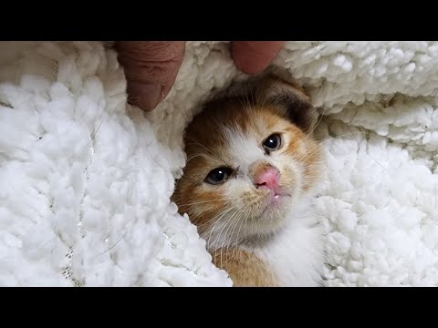 비가와요... 길에서 구조한 아기 고양이 라이브