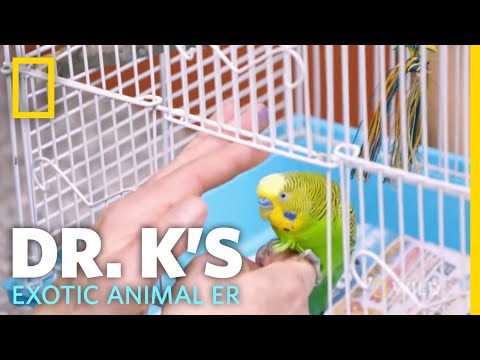 Bird Recovers From Cat Attack | Dr. K