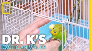Bird Recovers From Cat Attack | Dr. K's Exotic Animal ER