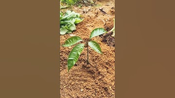 GI599756 mini rotary tillage and ridging all-in one tree 🌲 #shorts #trending #subscribe #shortsfeed