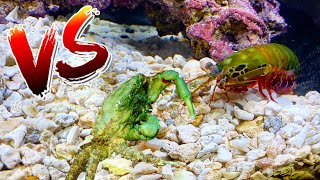 Green Crab VS Giant Mantis Shrimp!