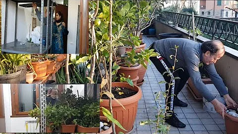 Dove posizionare le piante grasse in giardino?