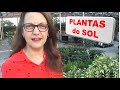 Plantas de sol para el jardín. Vida a lo Verde