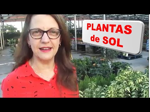 Video: Plantas de hoja perenne en contenedores: aprenda sobre las plantas de hoja perenne cultivadas en contenedores