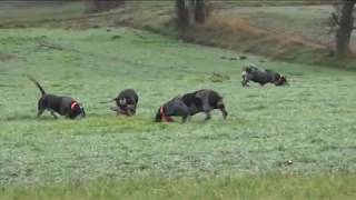 Vidéo n°110 des Grands Bassets Bleus du Pont des Granges - Le 8 janvier 2020