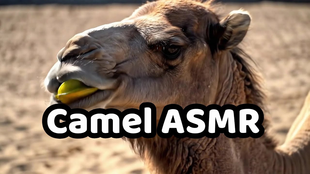 Camel Eating Time! Vegetables and Fruits! Camel ASMR 