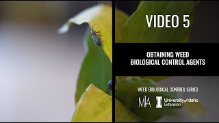 5. Obtaining Weed Biocontrol Agents