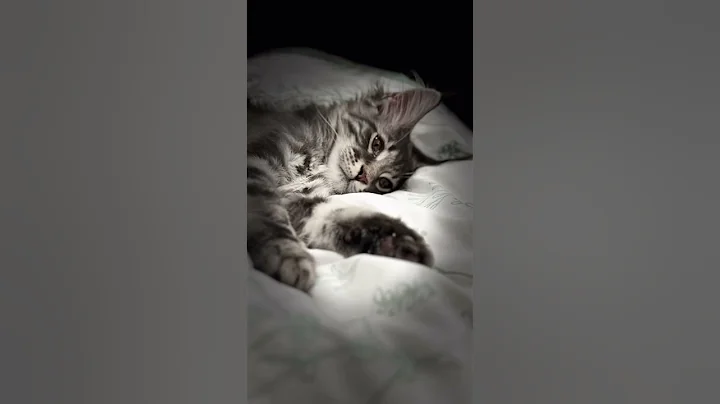 Watch the video about Good Night from Aslan #cat #mainecoon #fyp #mainecoonkitten #aslan #aslanthemainecoon #toys #kitten