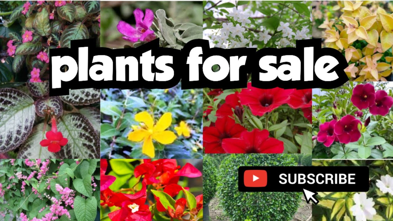 plants for sale||sera's gardens||01-11-2024