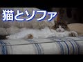 【メインクーン・マロ】猫とソファ