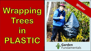 Will Wrapping Trees with Plastic Harm Them?  😡😡😡