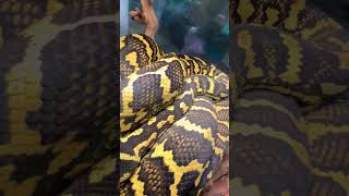 Famous Amazing Snakes (Jungle Carpet Python) Profile