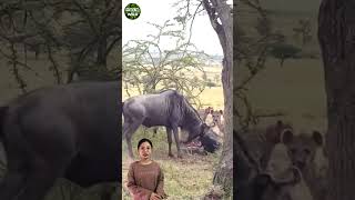 Wildebeest Stuck Together Eaten Alive By Hyena