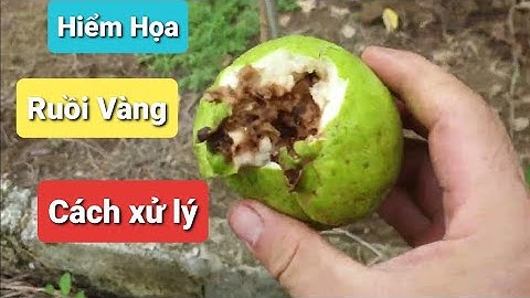 Xử Lí Ruồi Vàng Hại Vườn Táo, Hoa Quả l Núi Đồi Lục Ngạn